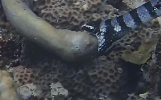 死不瞑目的海鳗：明明吃不下，为啥要嘴贱？