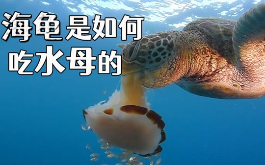 龟生的意义是什么？海龟：为了到海里整点水母嘬嘬