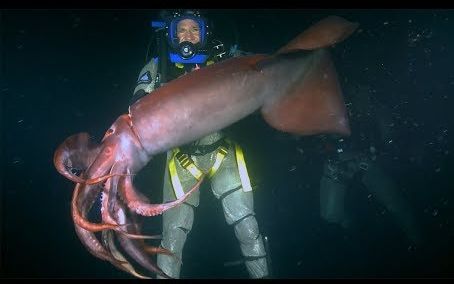 潜水员撸巨型鱿鱼，结果被咬了