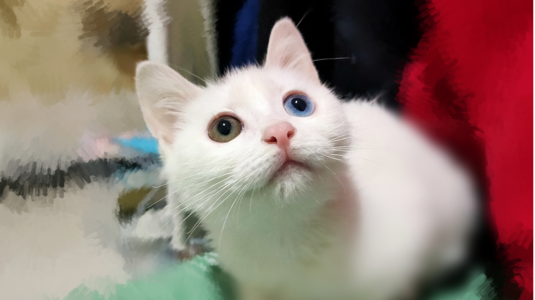 不会跳射花翎八爪图合集