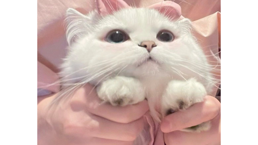 冰二肉盾免伤流（白灰娱乐玩法）