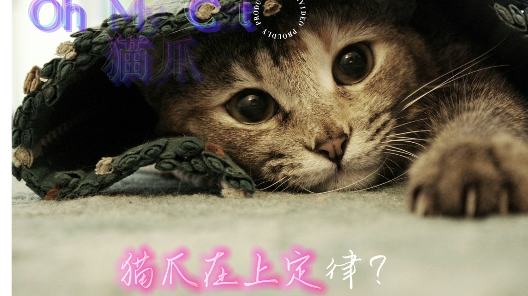 游戏推荐：猫爪在上定律？快来一起撸猫！#萌宠在哪里#