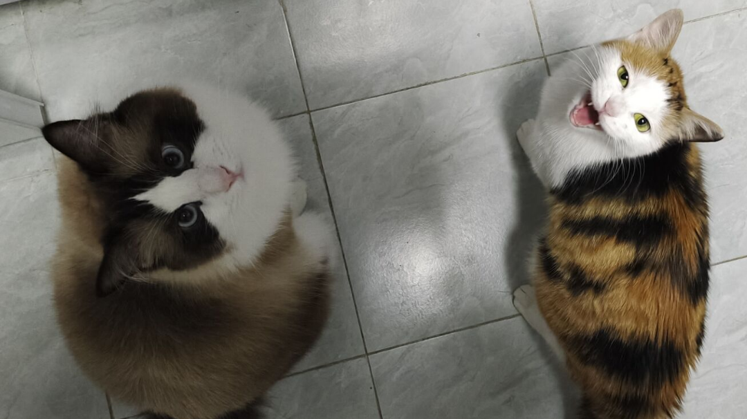 火猪被杀集锦第二期